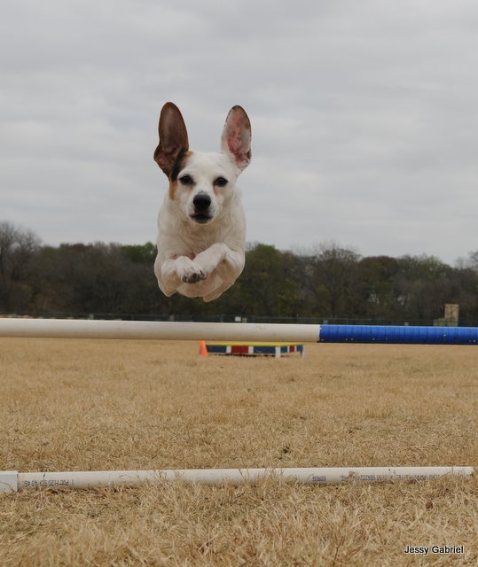 Agility Starmark Animal Behavior Center